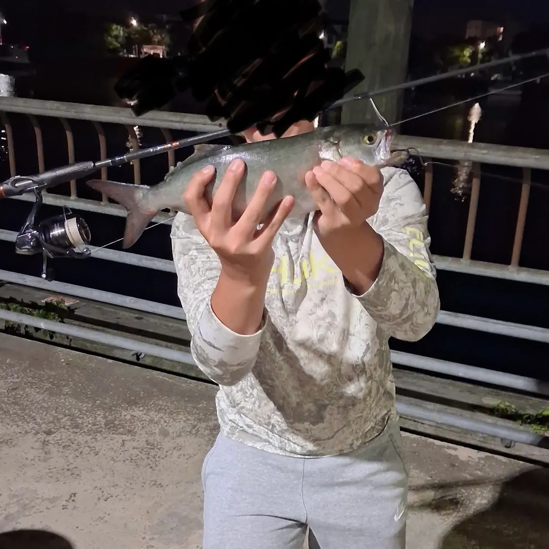 The most recent Bluefish catches on Fishbrain