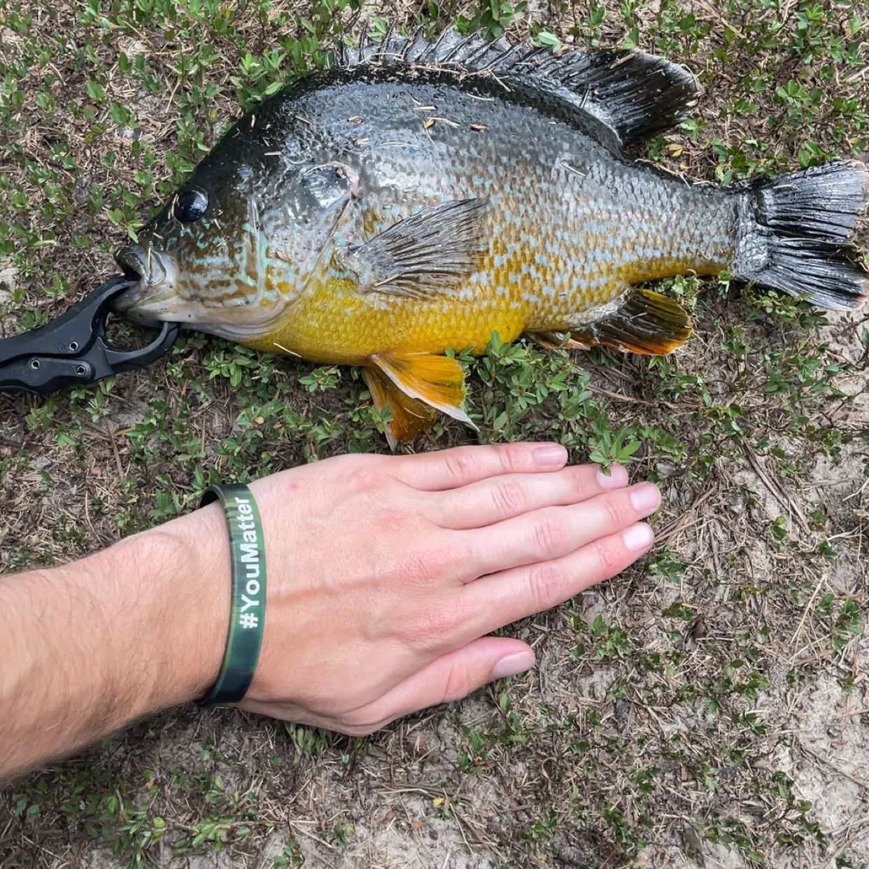 The most recent Pumpkinseed x green sunfish catches on Fishbrain