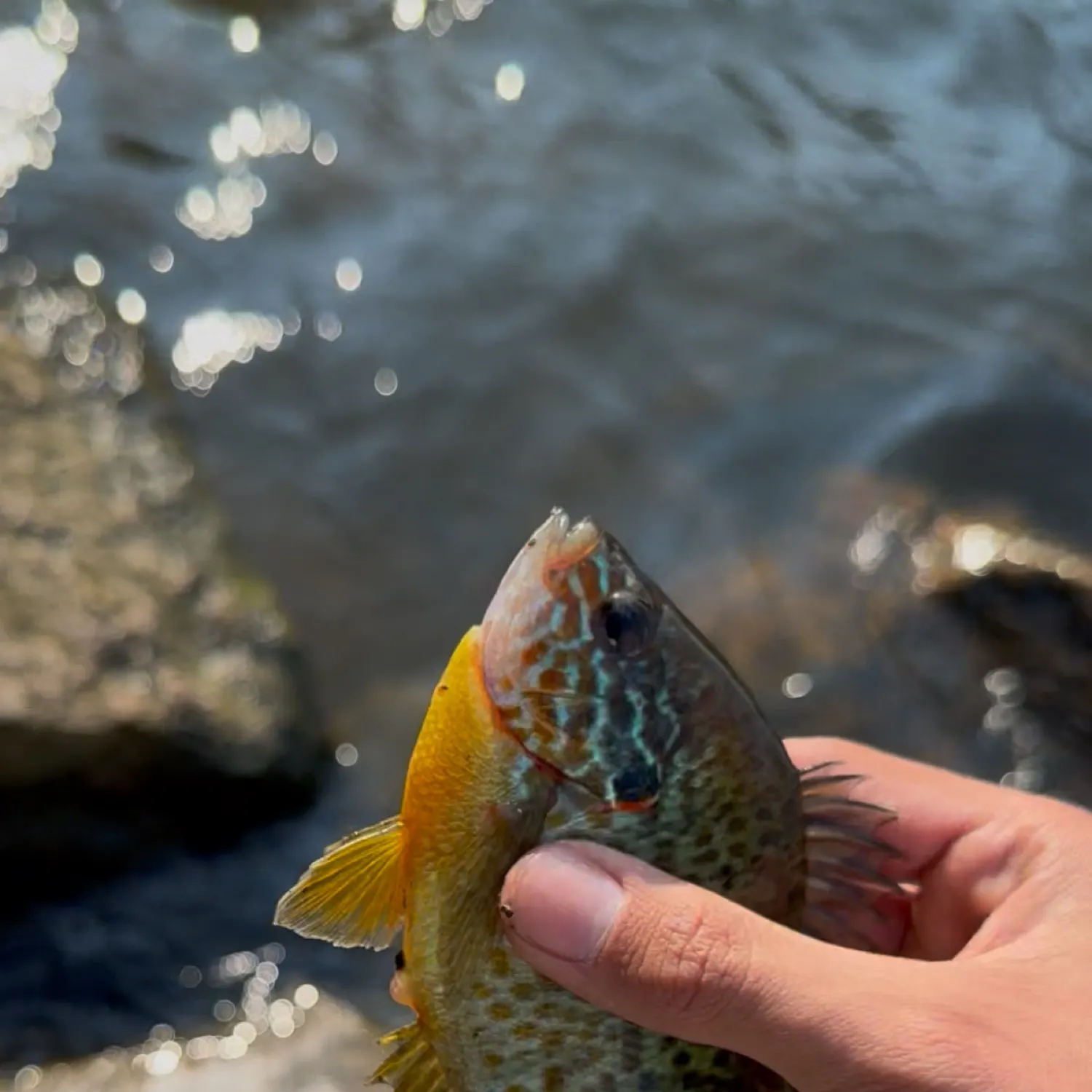 Pumpkinseed caught on Fishbrain