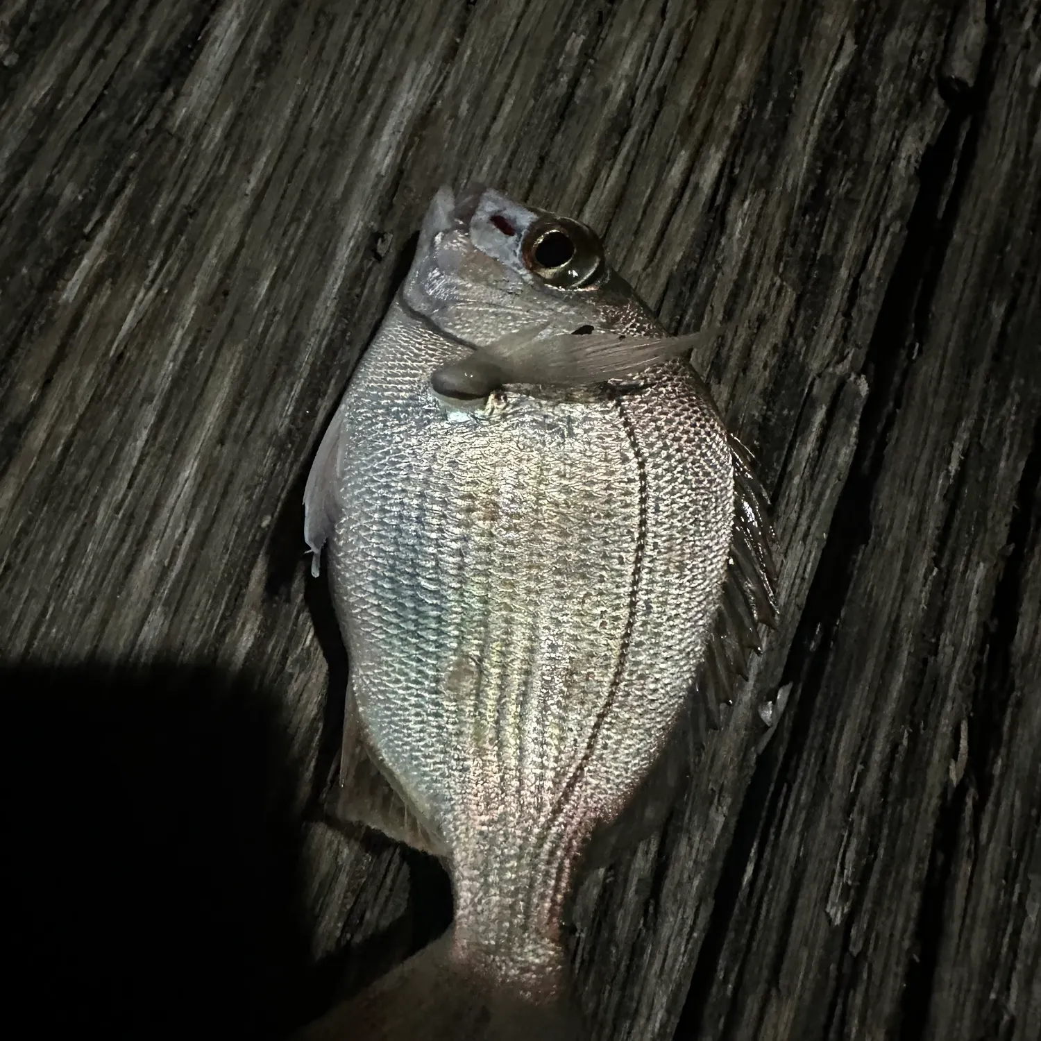 The most recent Australasian snapper catches on Fishbrain