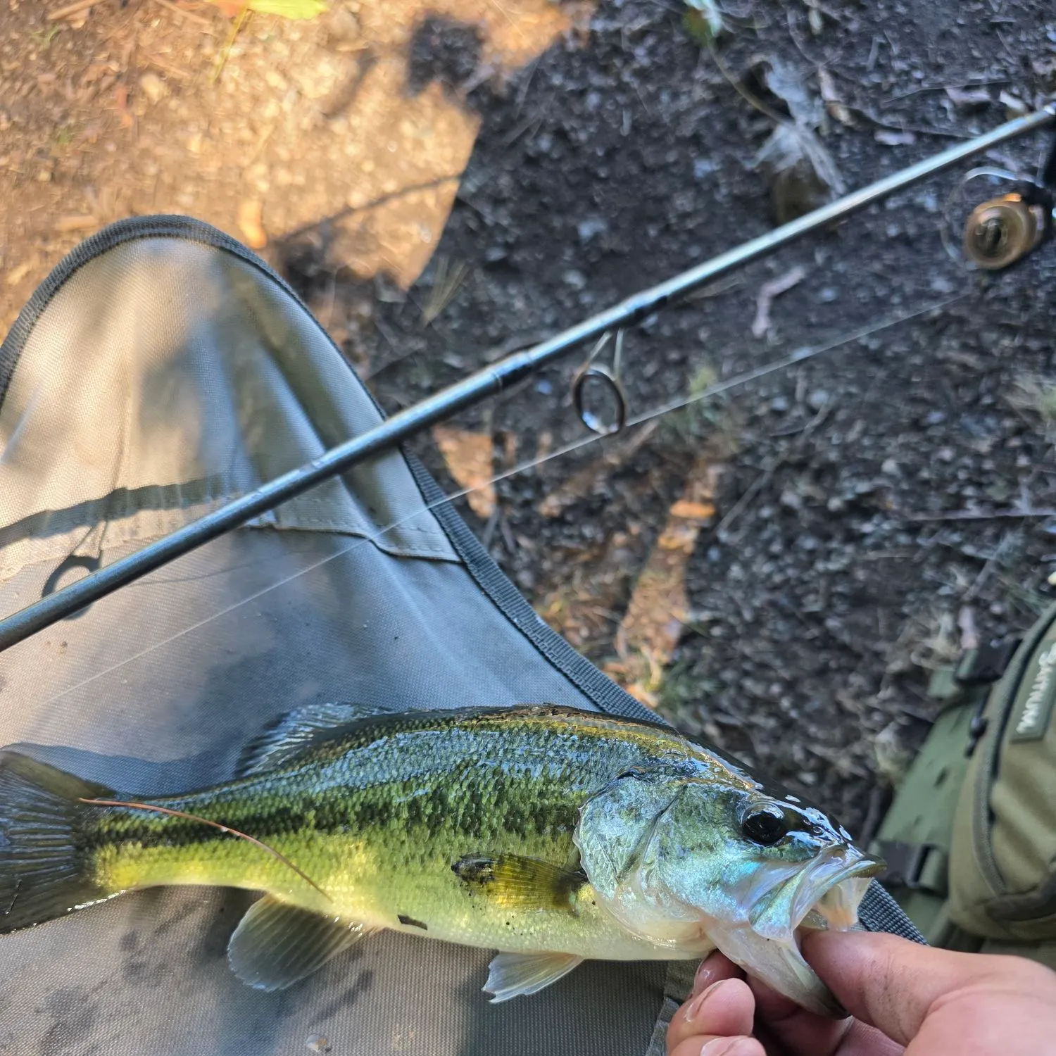Largemouth bass caught on Fishbrain
