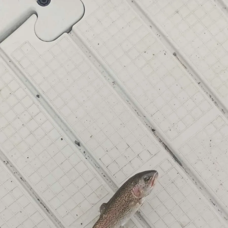 Rainbow trout caught on Fishbrain