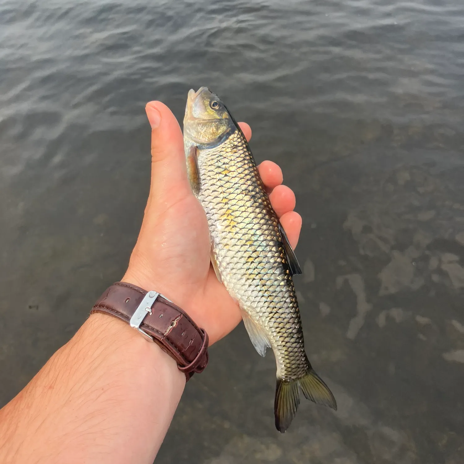 The most recent Fallfish catches on Fishbrain