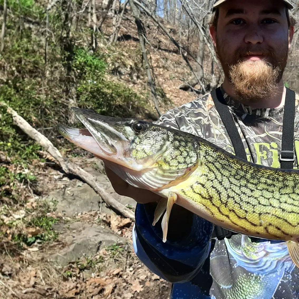 The most popular recent Chain pickerel catch on Fishbrain