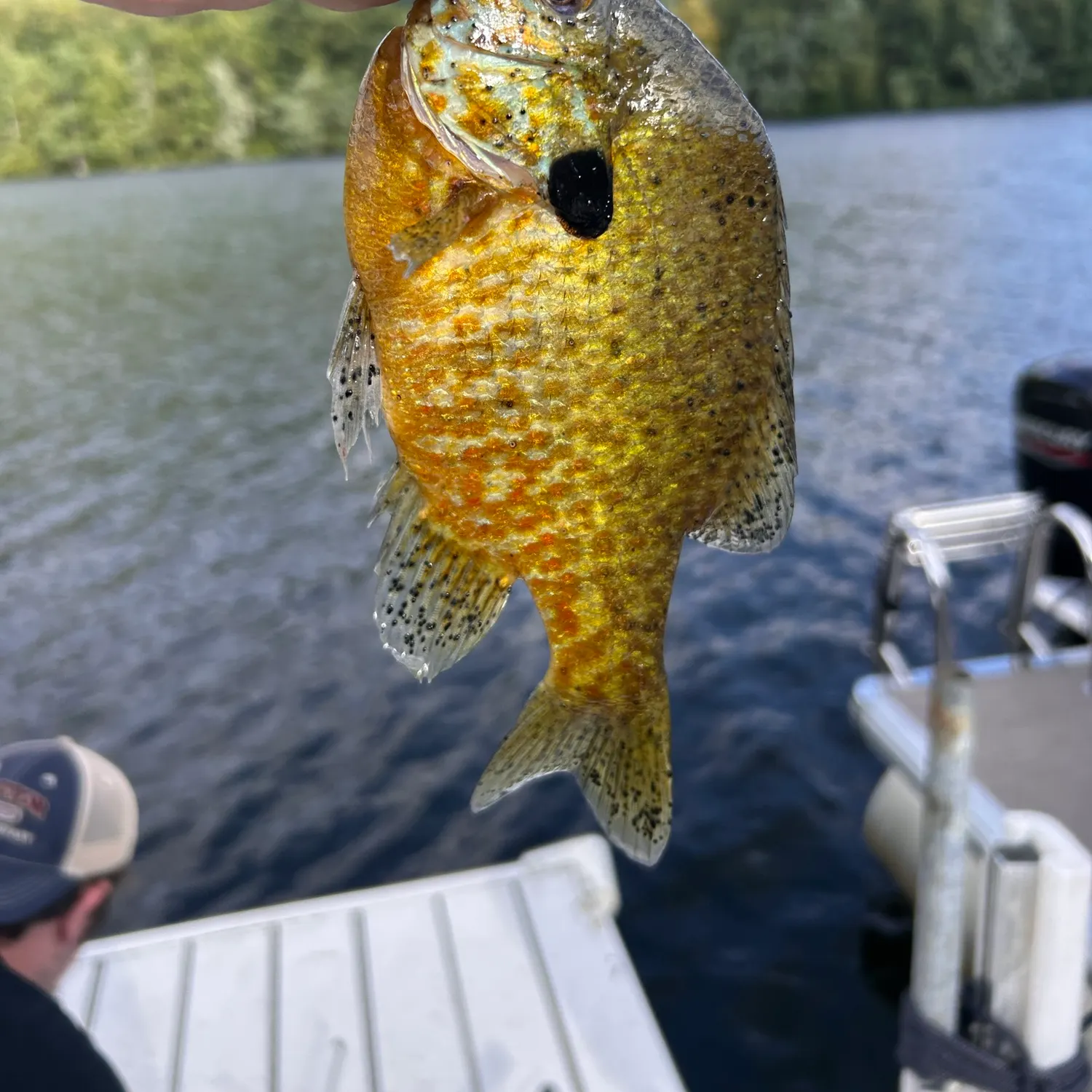 Pumpkinseed caught on Fishbrain