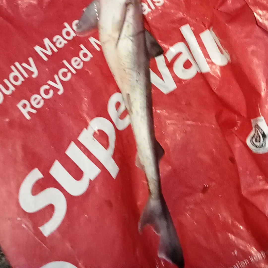 The most recent Common smooth-hound catches on Fishbrain