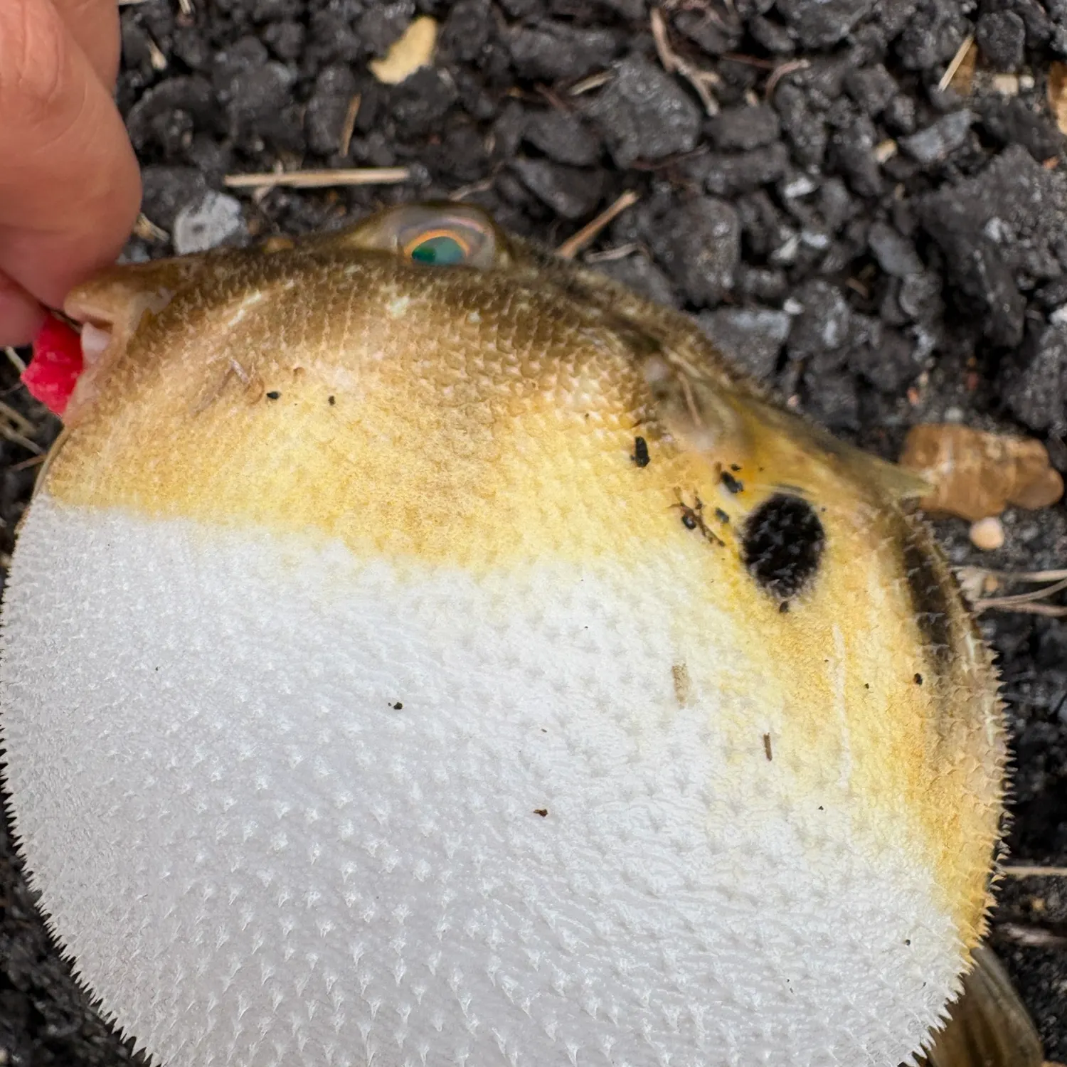 Fish caught on Fishbrain