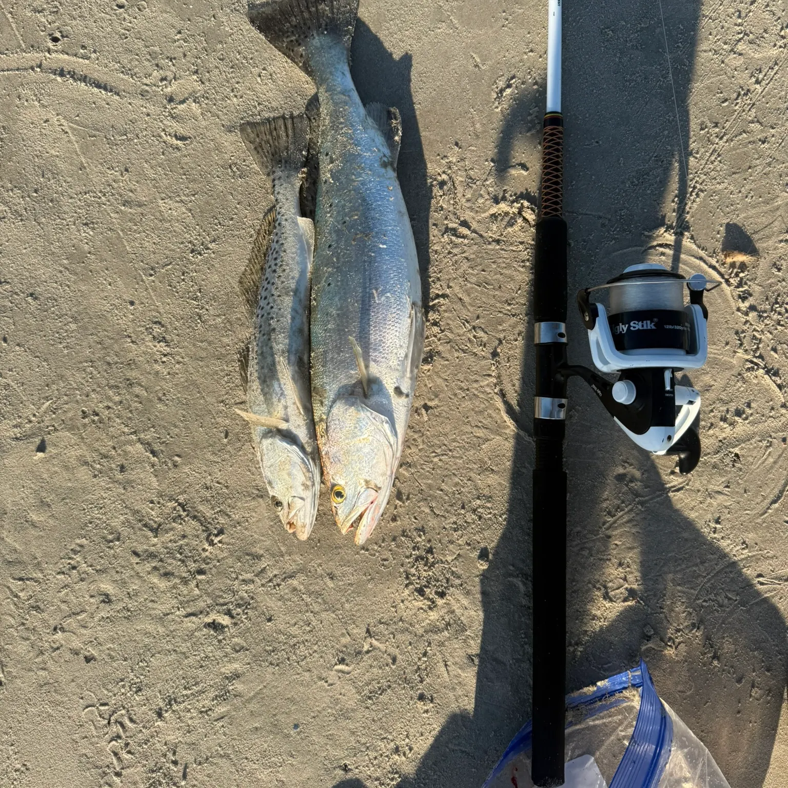 recently logged catches
