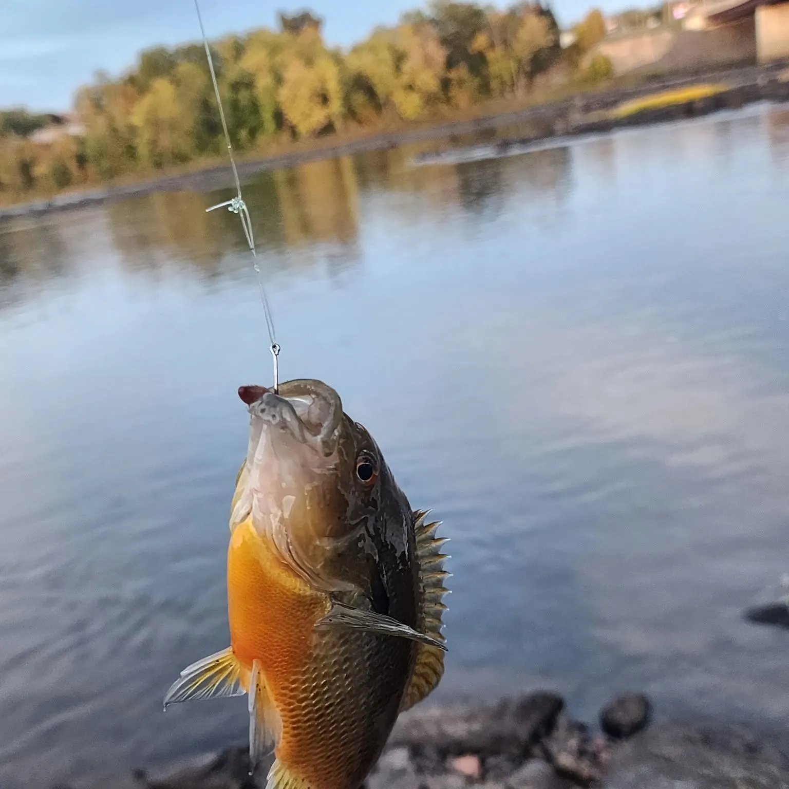 Redbreast sunfish caught on Fishbrain