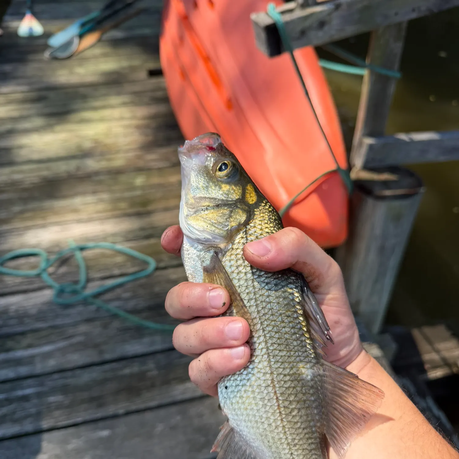 White perch caught on Fishbrain