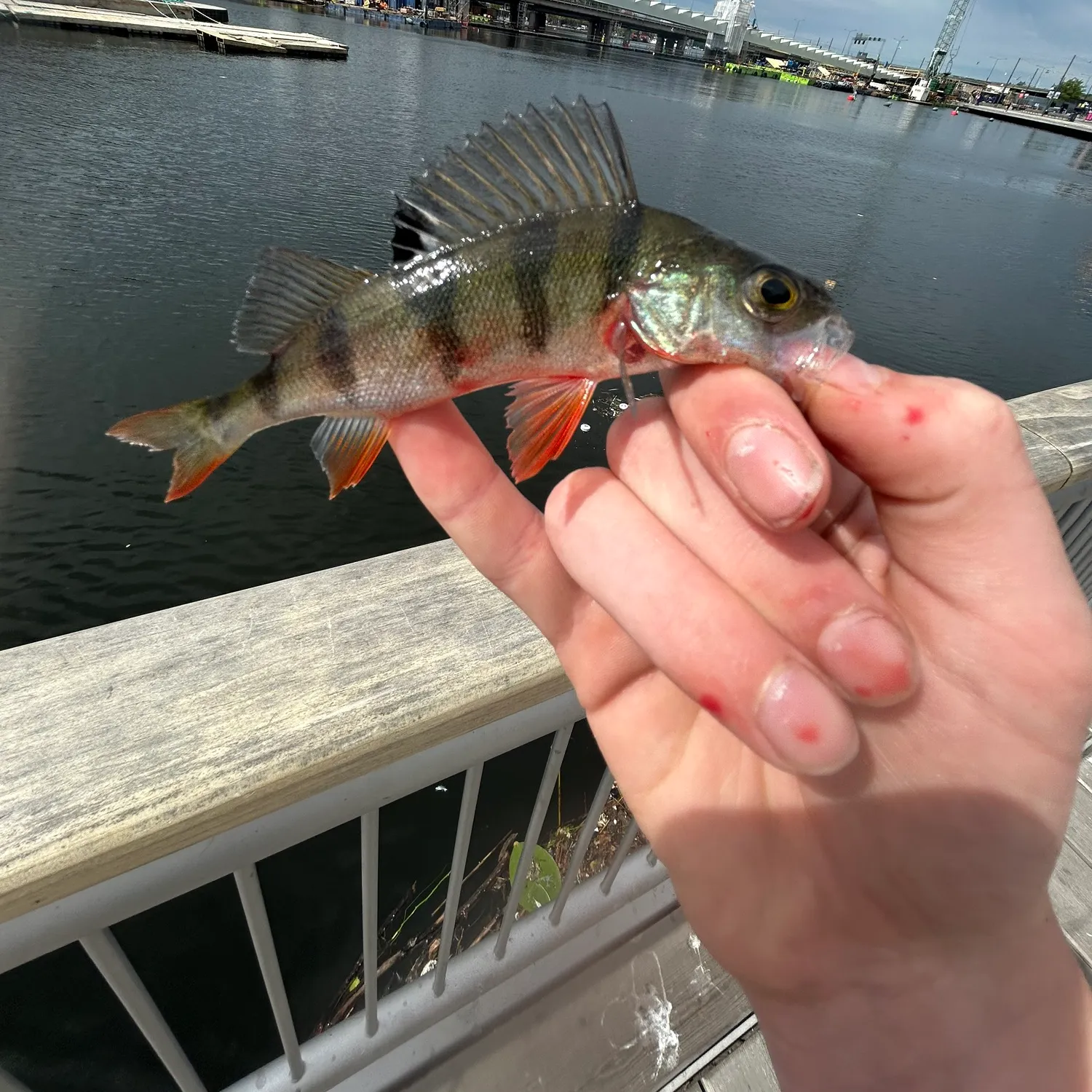 catch