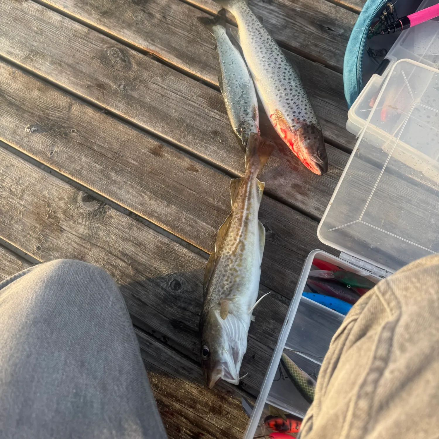 recently logged catches