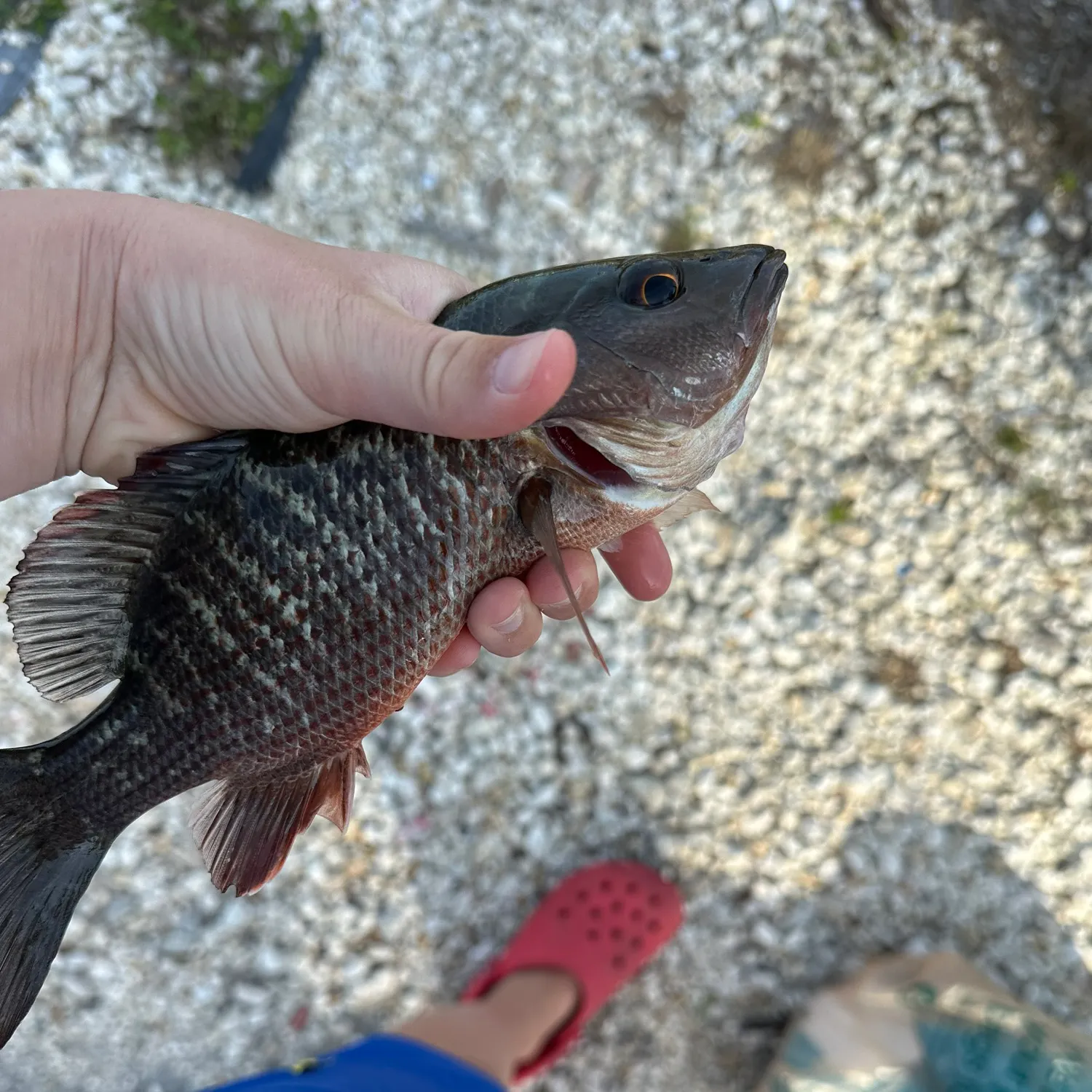 The most recent Mangrove snapper catches on Fishbrain