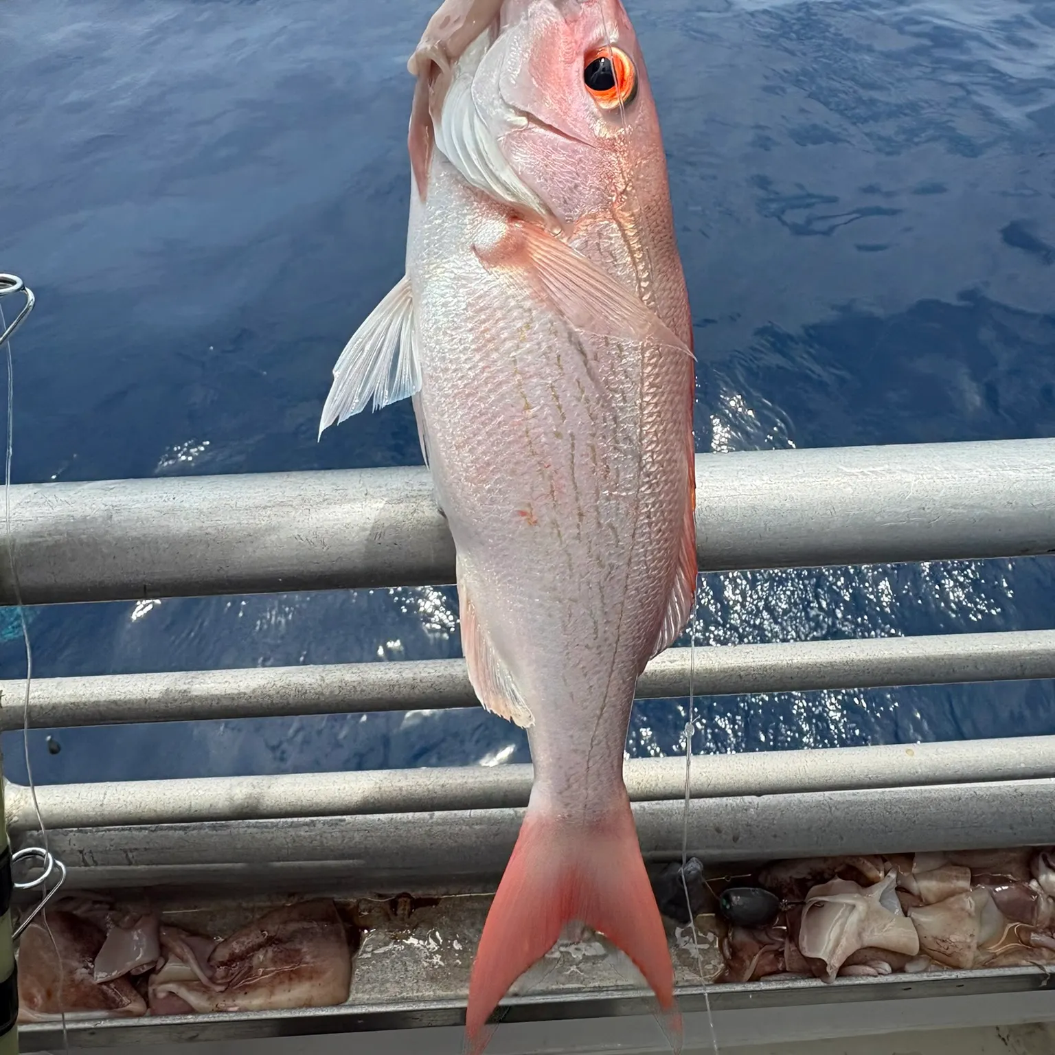 The most recent Vermilion snapper catches on Fishbrain