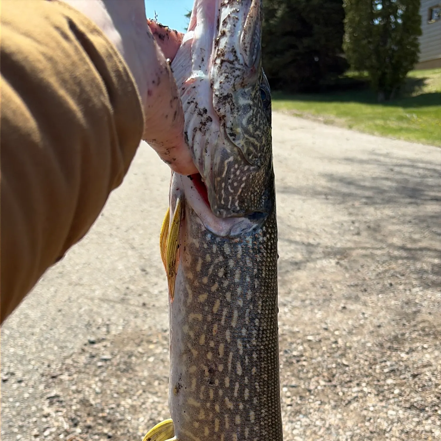 catch