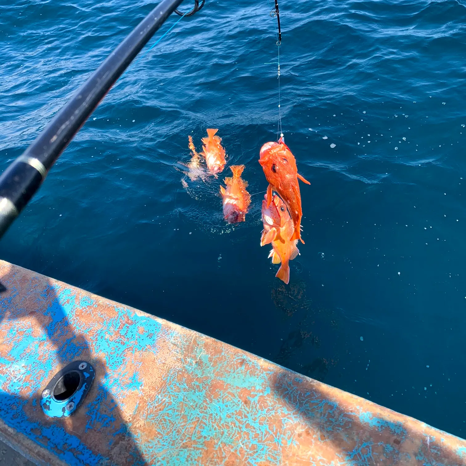 recently logged catches