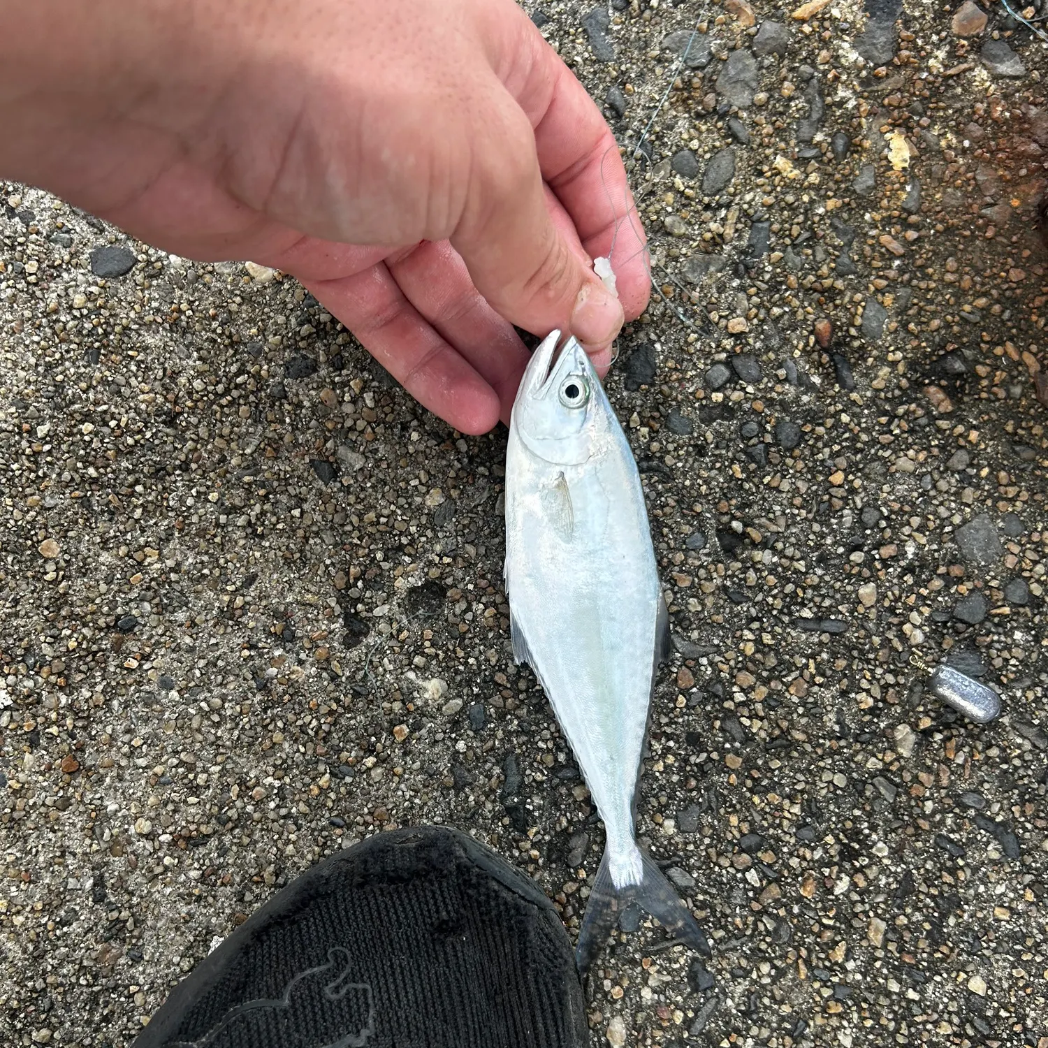 The most recent Talang queenfish catches on Fishbrain