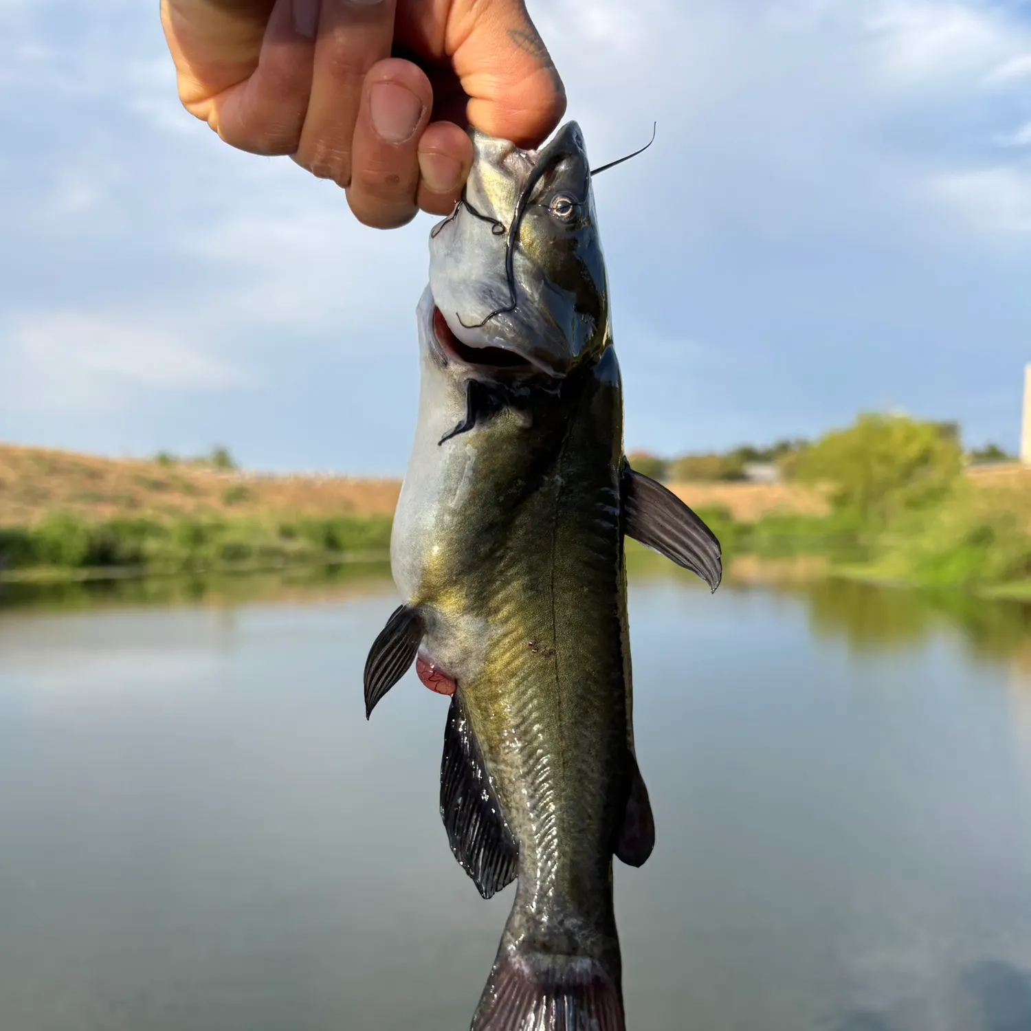 Black bullhead caught on Fishbrain