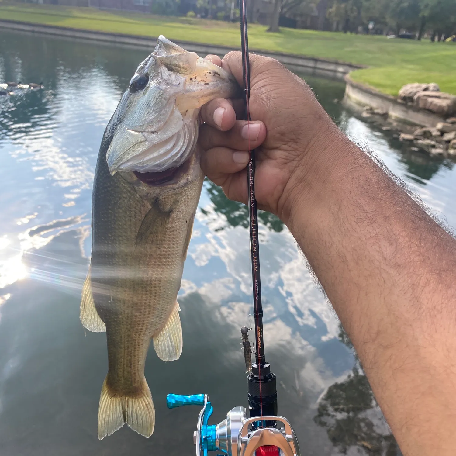 Largemouth bass caught on Fishbrain