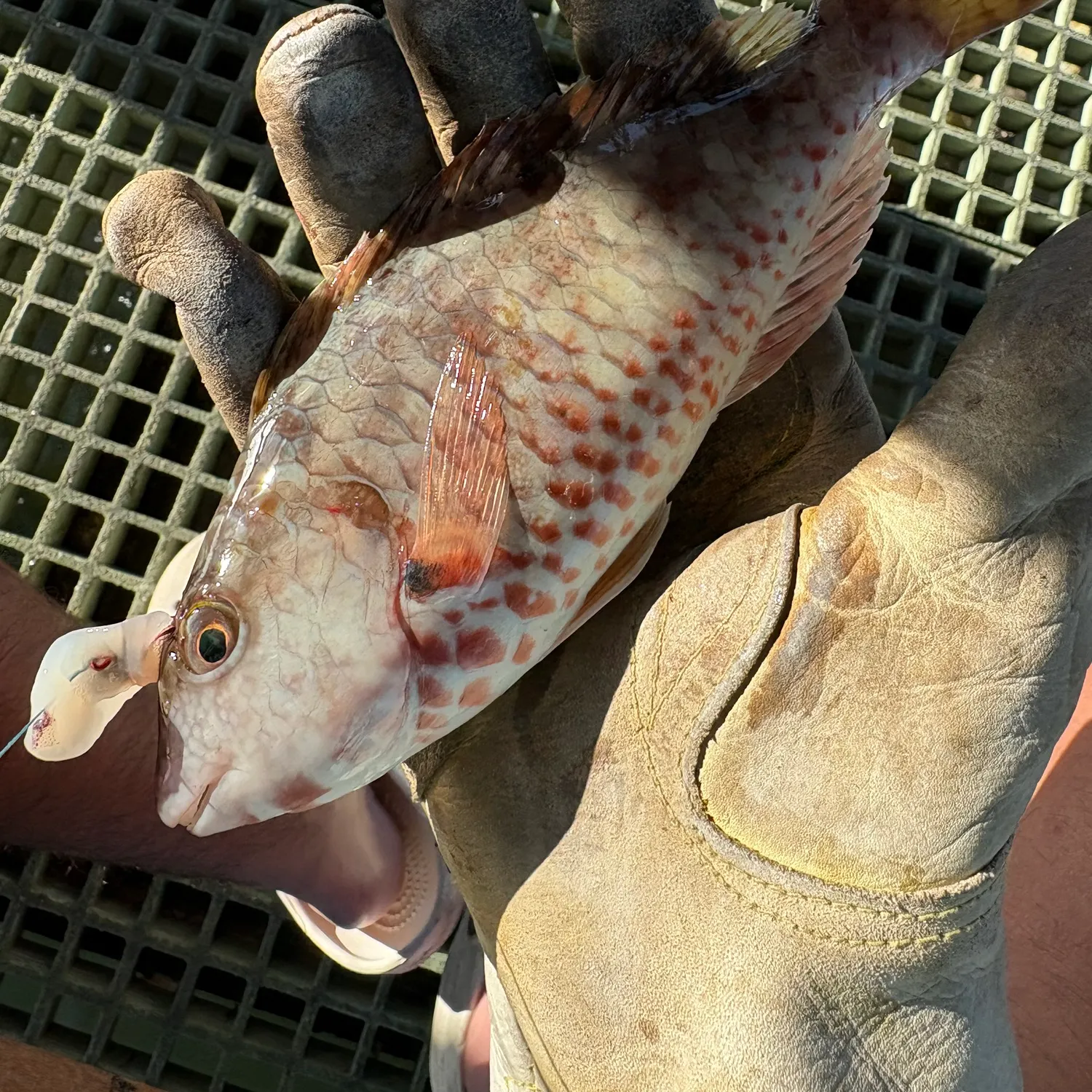 The most recent Pacific longnose parrotfish catches on Fishbrain