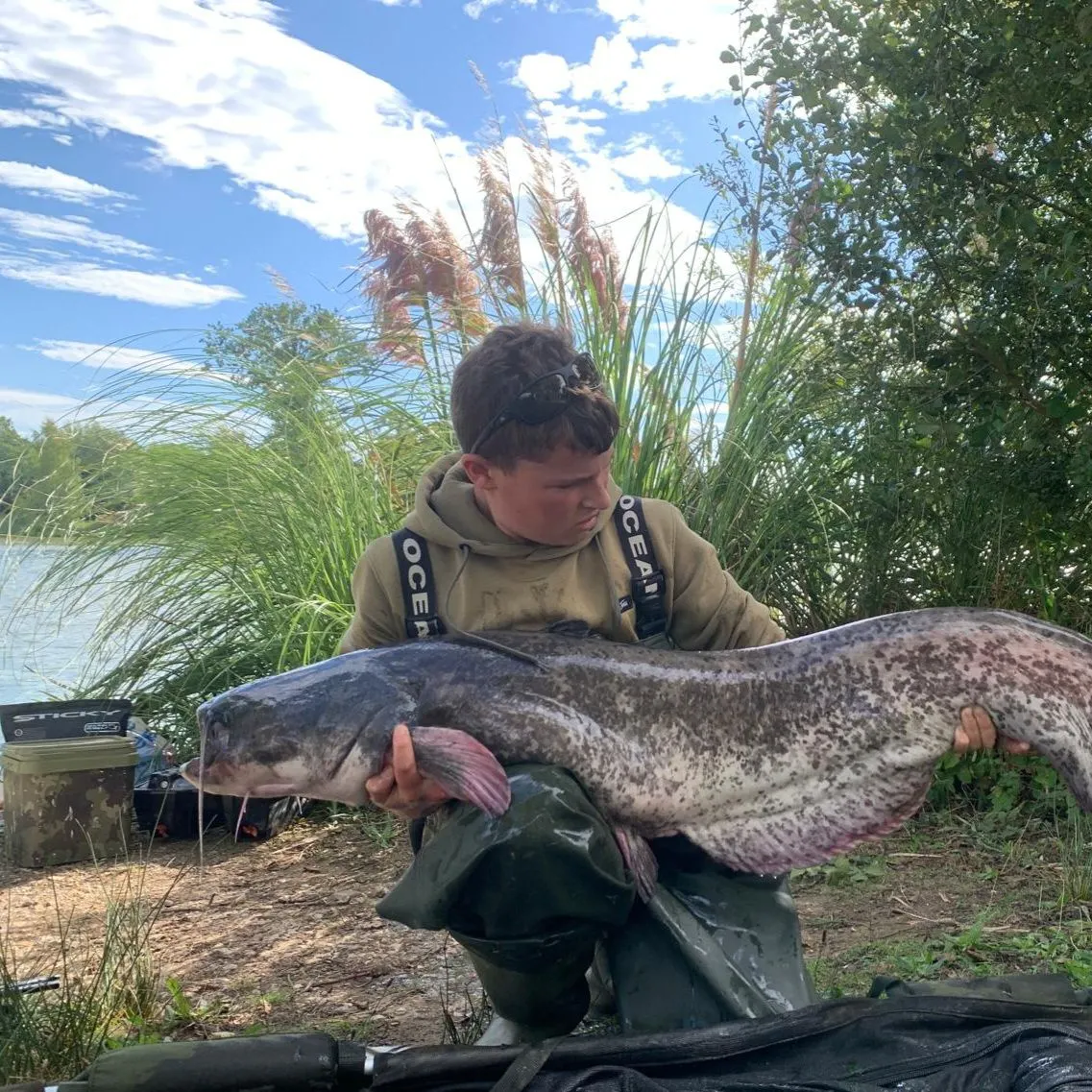 The most recent Wels catfish catches on Fishbrain