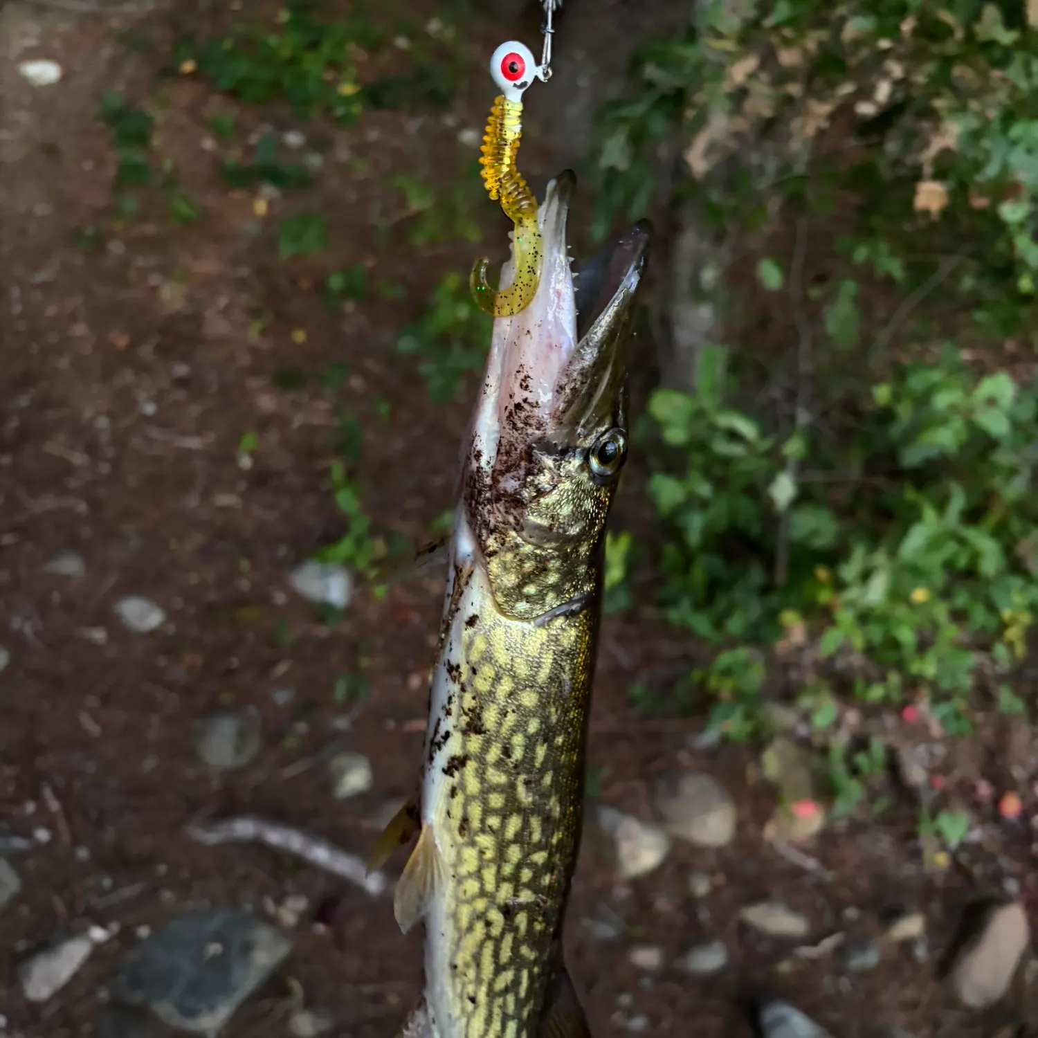 Chain pickerel caught on Fishbrain