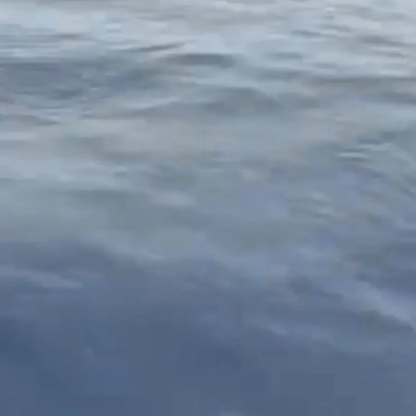 The most recent Indo-Pacific blue marlin catches on Fishbrain