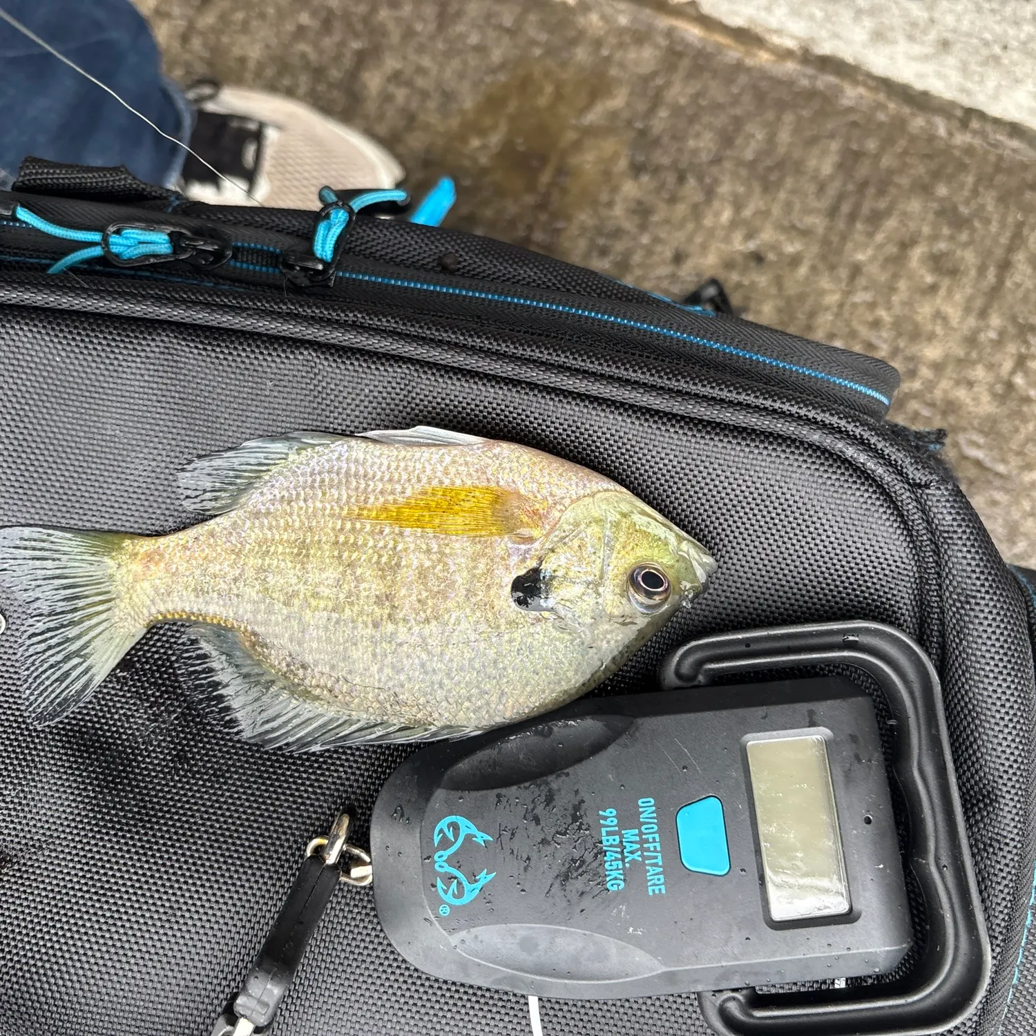 Bluegill caught on Fishbrain
