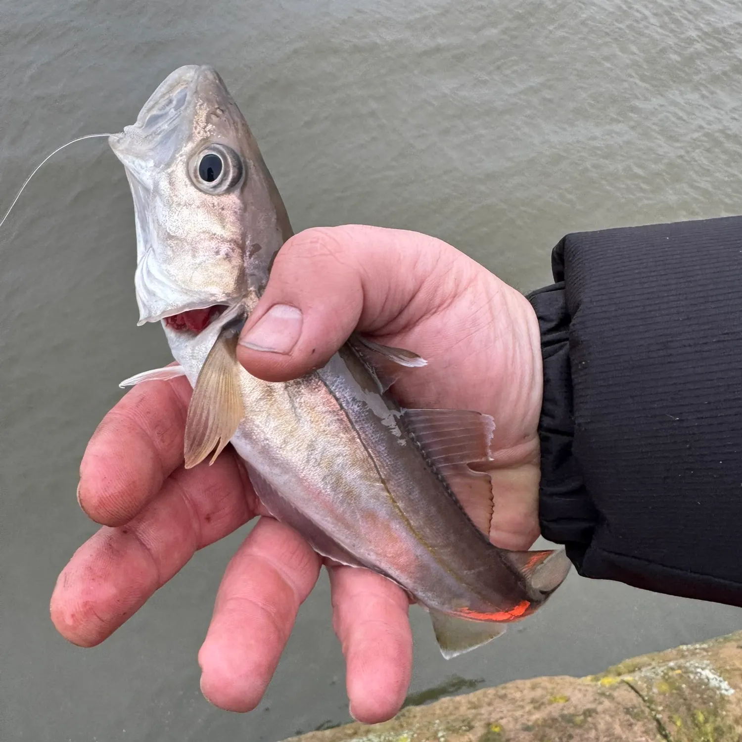 The most recent Whiting catches on Fishbrain
