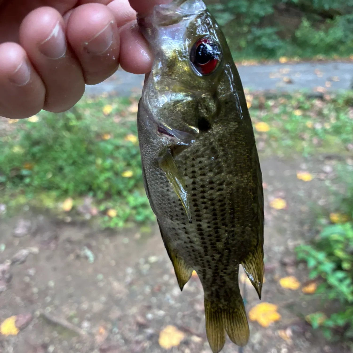 Rock bass caught on Fishbrain