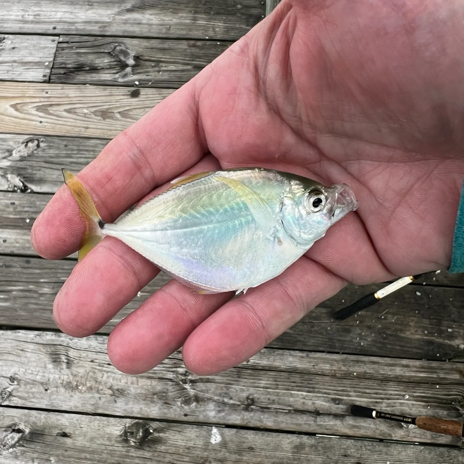 Florida pompano caught on Fishbrain
