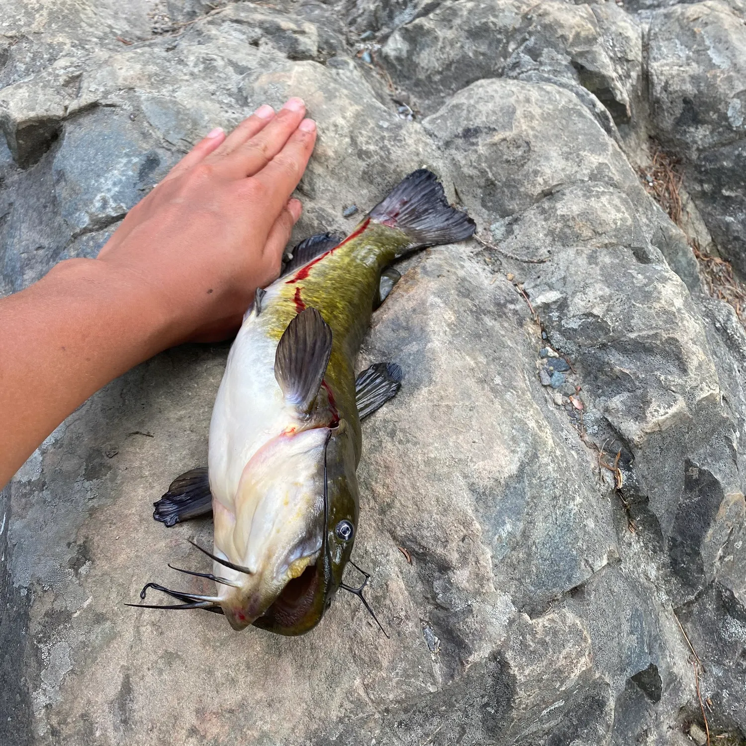 Brown bullhead caught on Fishbrain