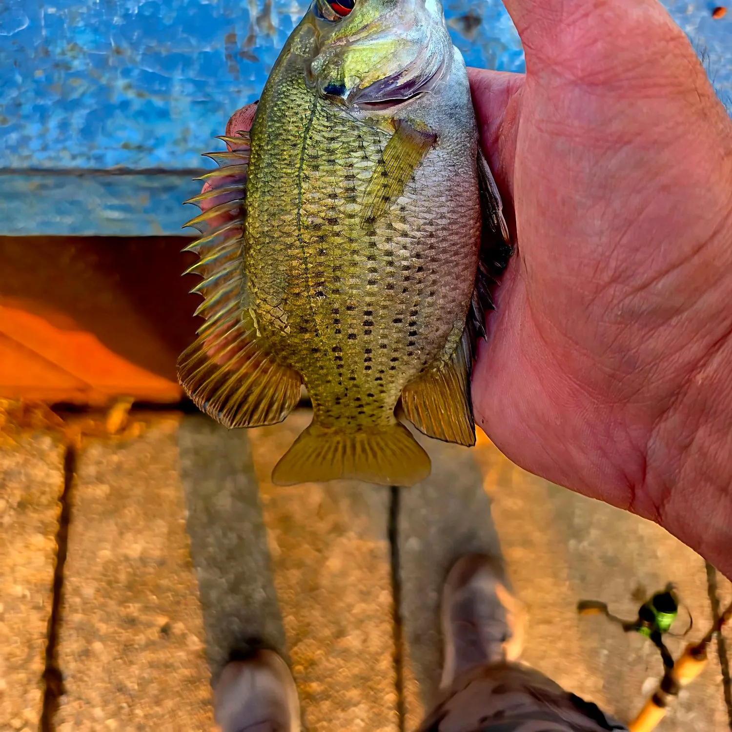 Rock bass caught on Fishbrain