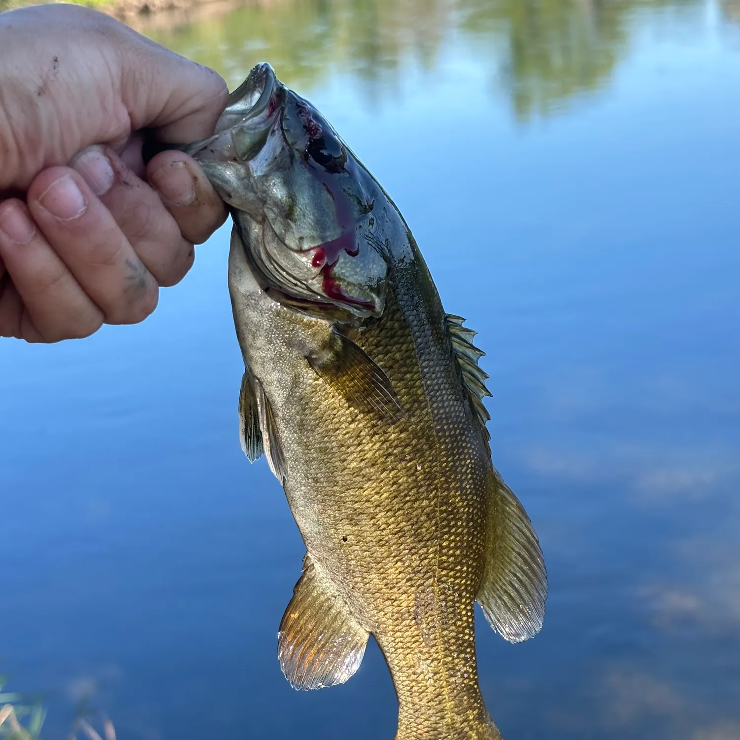 Smallmouth bass caught on Fishbrain