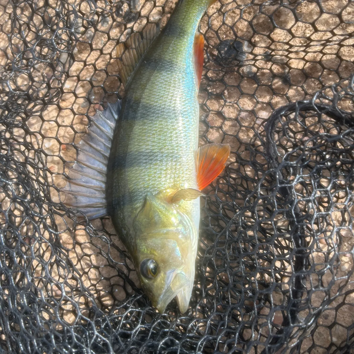 European perch caught on Fishbrain