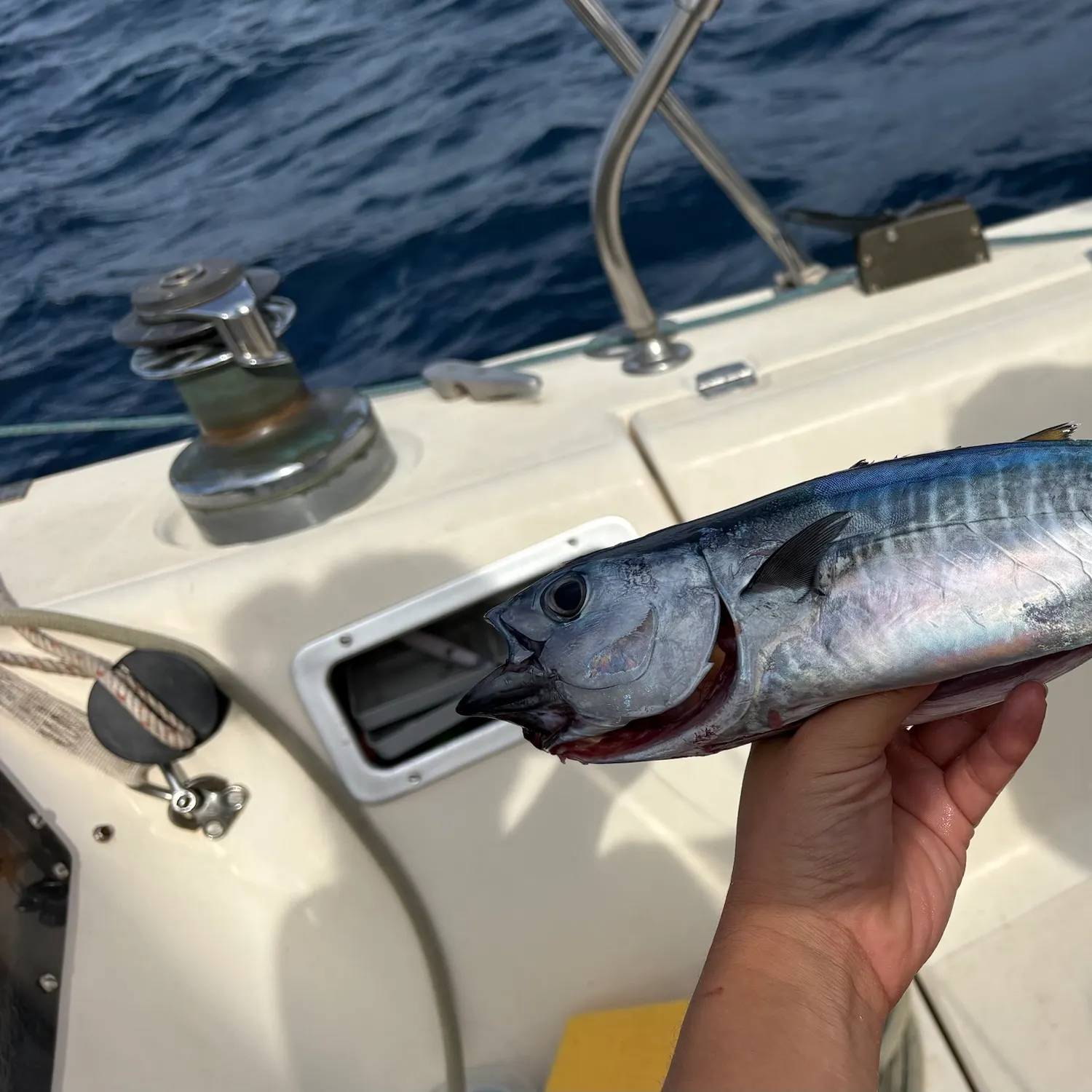 Frigate tuna caught on Fishbrain