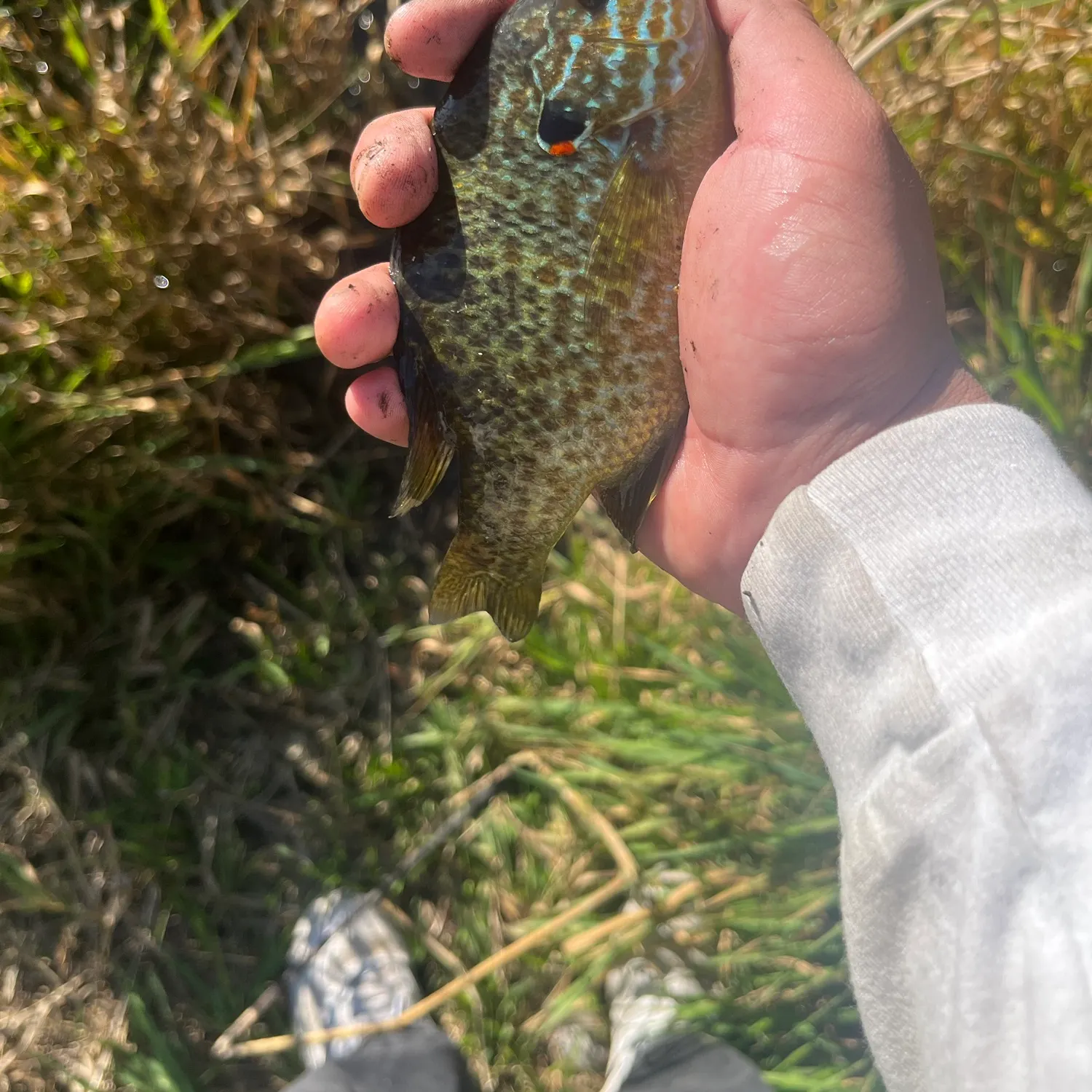Pumpkinseed caught on Fishbrain