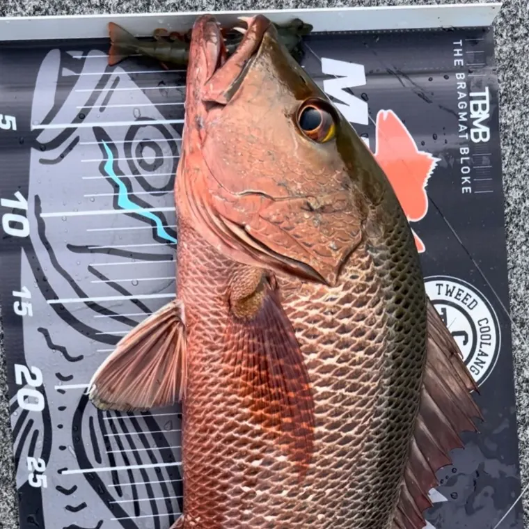 Mangrove red snapper caught on Fishbrain