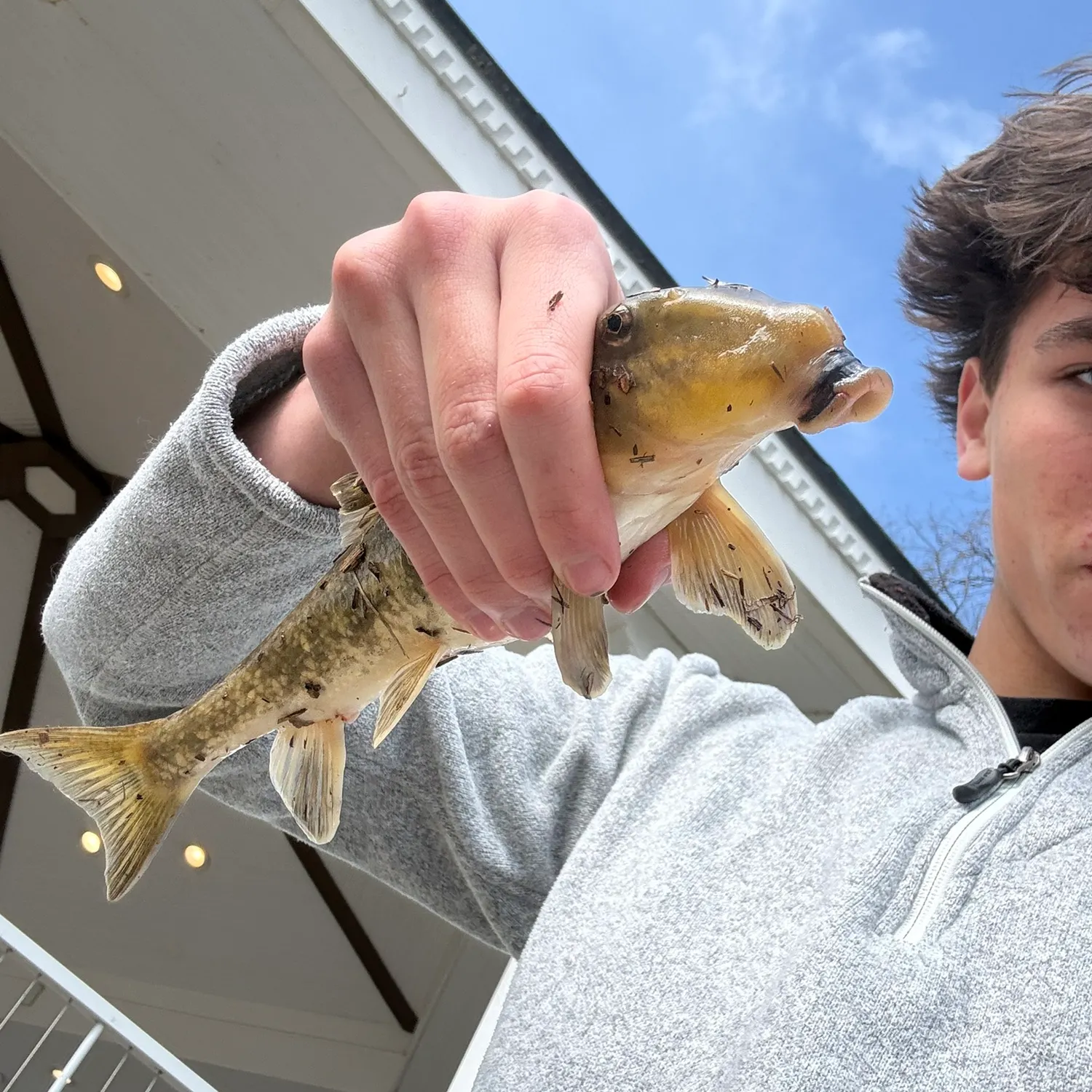 The most recent Northern hogsucker catches on Fishbrain