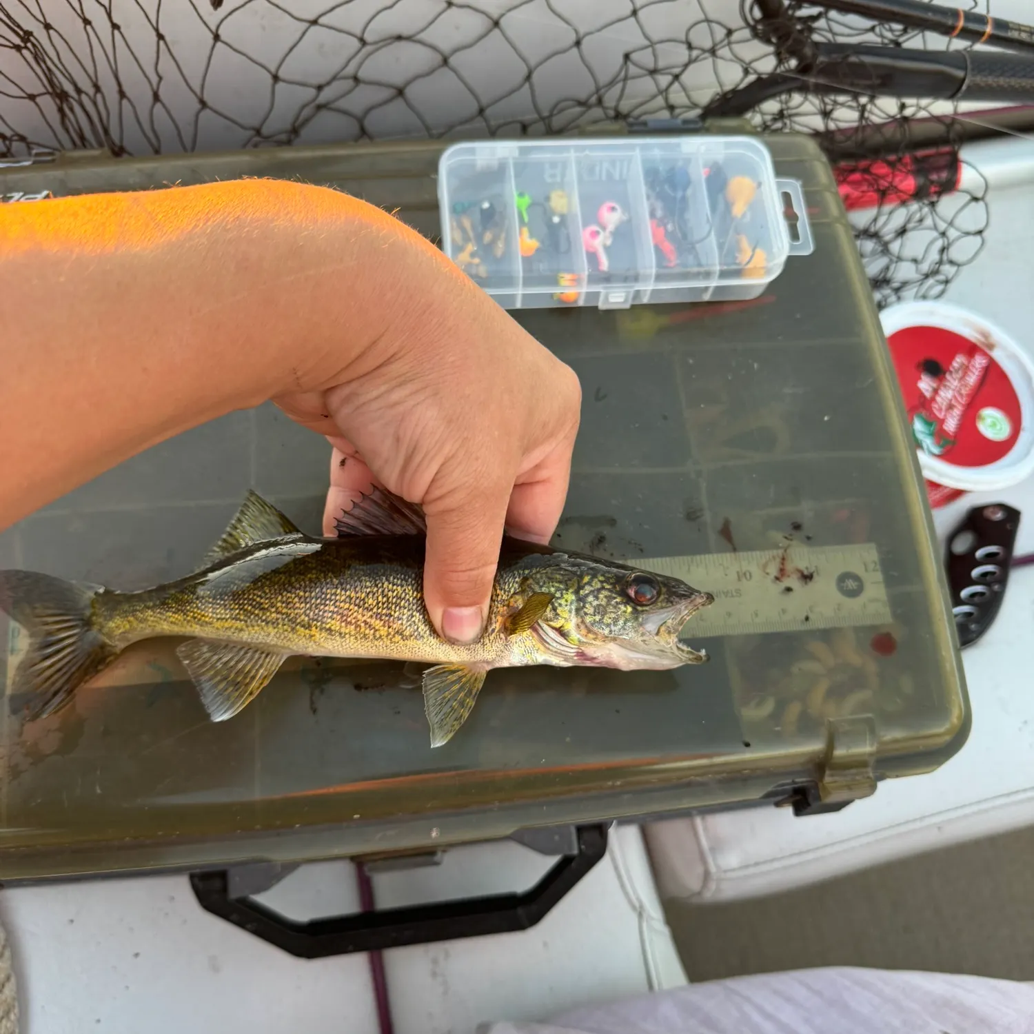 Walleye caught on Fishbrain