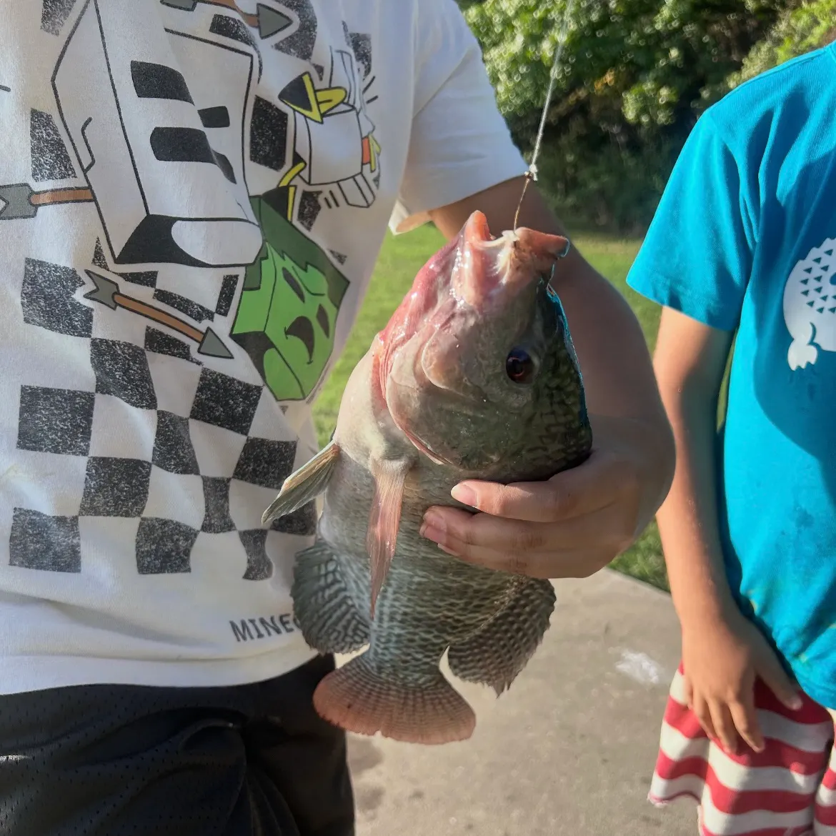 Blue tilapia caught on Fishbrain