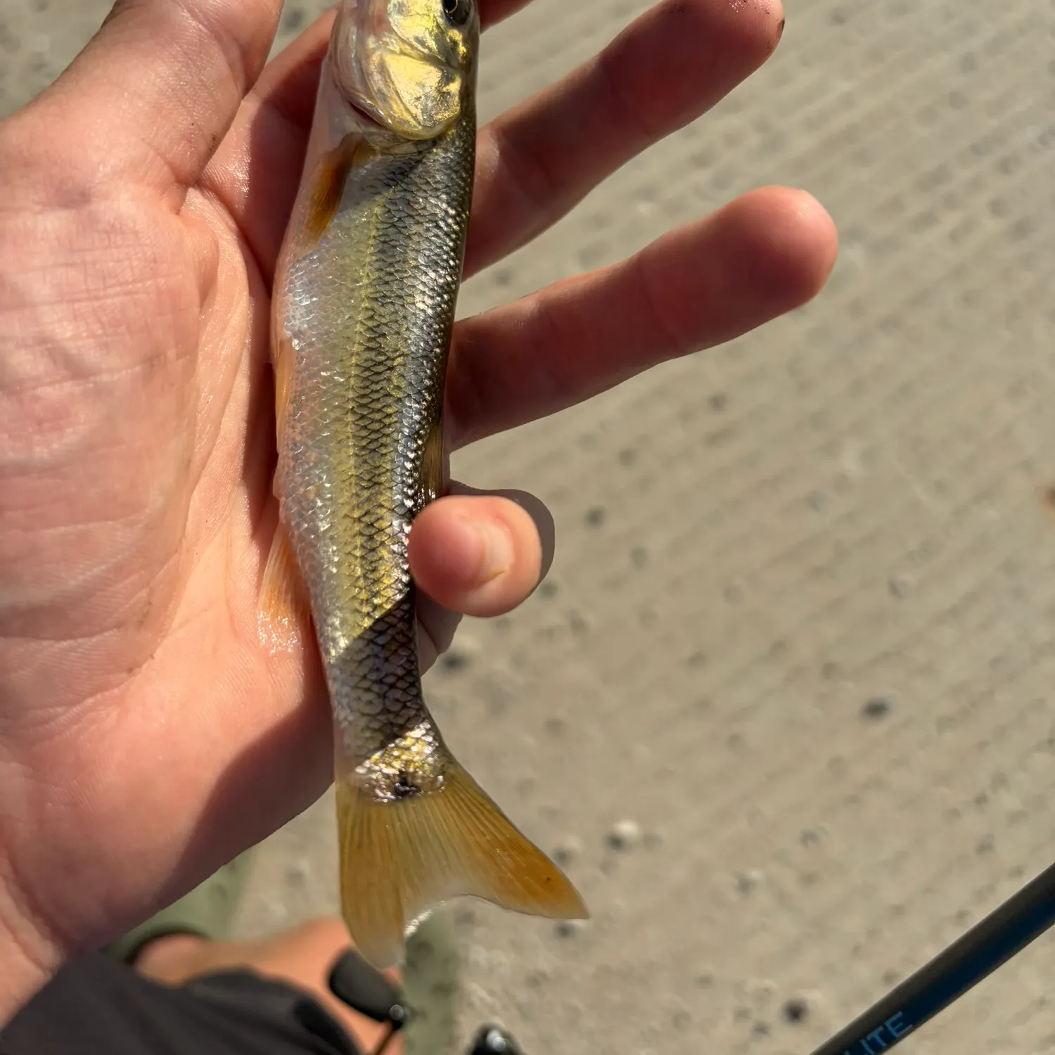 Creek chub caught on Fishbrain