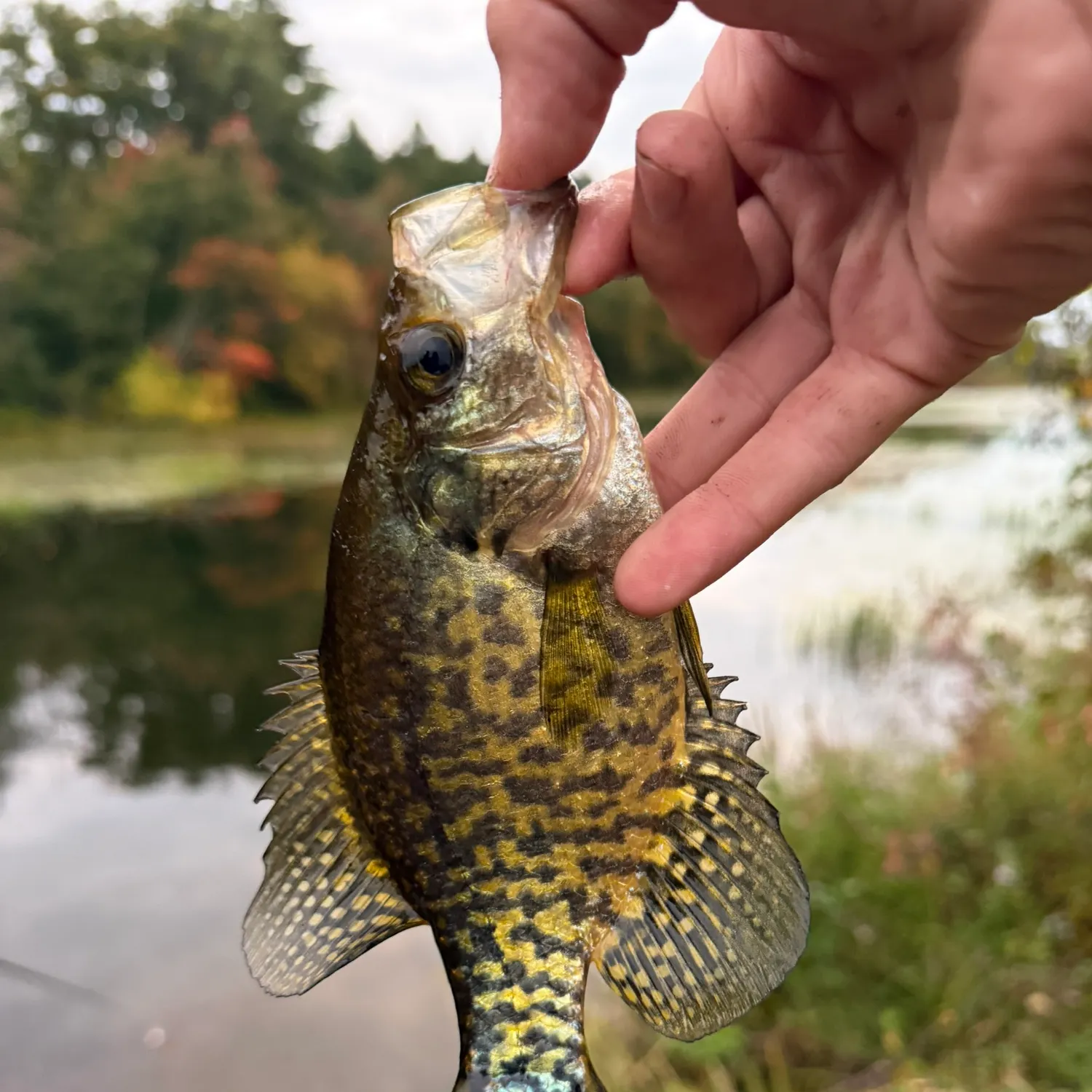 Black crappie caught on Fishbrain