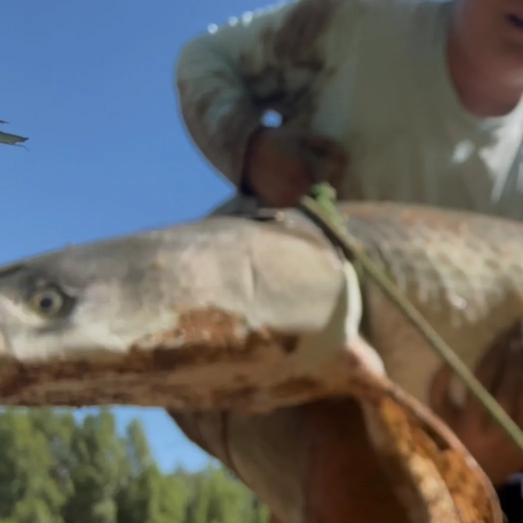 Fish caught on Fishbrain