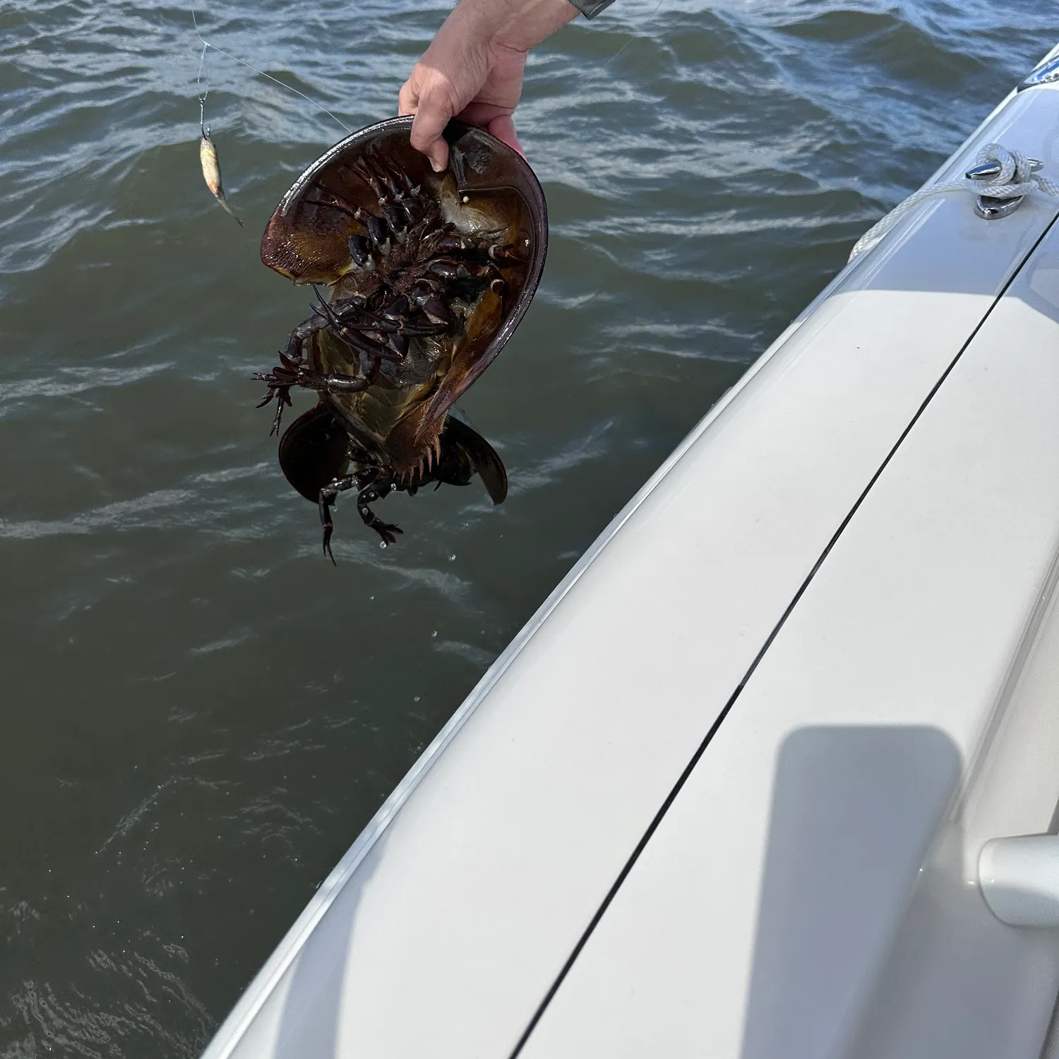 The most recent Atlantic horseshoe crab catches on Fishbrain