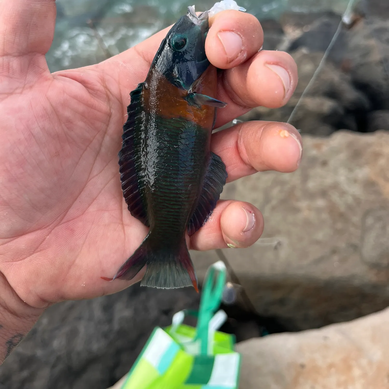 The most recent Ember parrotfish catches on Fishbrain