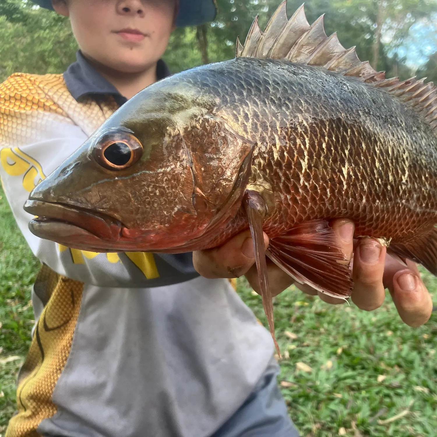Mangrove red snapper caught on Fishbrain