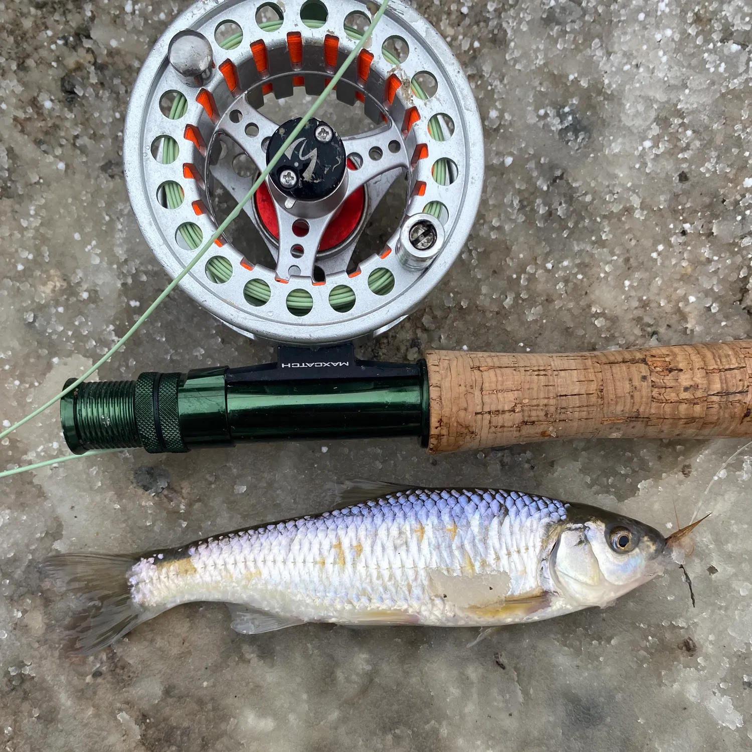 The most recent Common shiner catches on Fishbrain