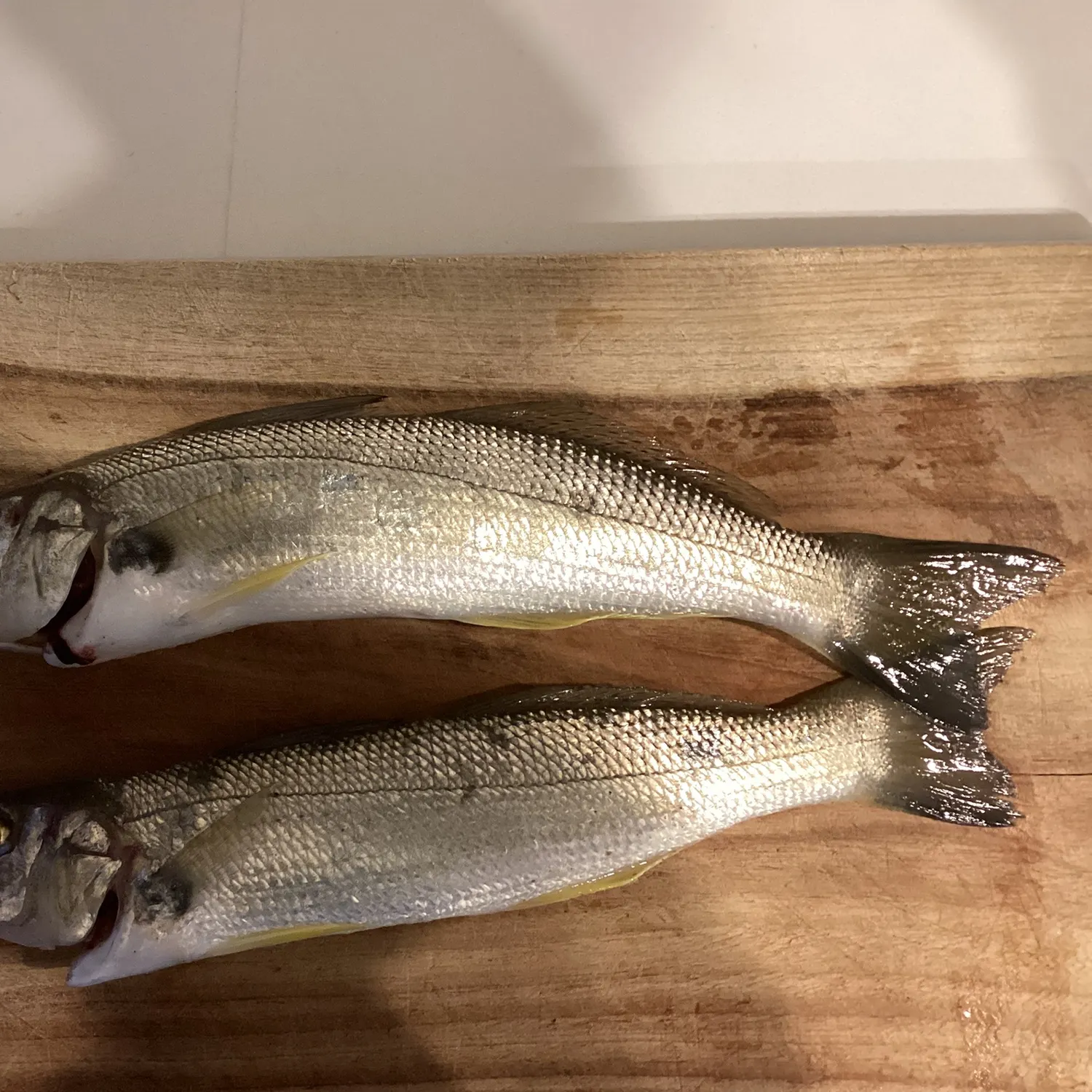 The most recent Sand sillago catches on Fishbrain