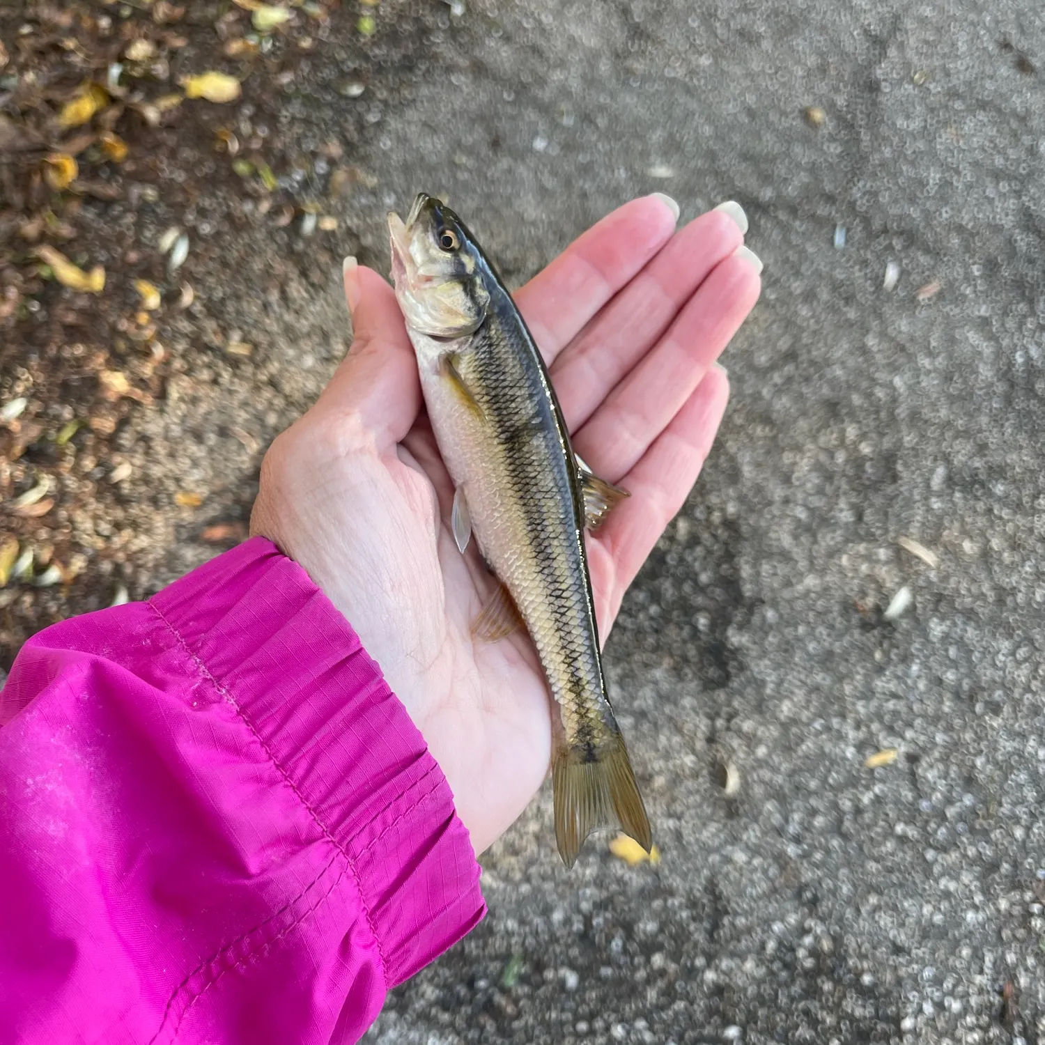 Creek chub caught on Fishbrain